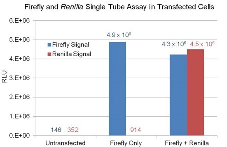 Dual luciferase assay overview. Example of Firefly & Renilla Luciferase detection using lysates from untransfected HeLa cells or cells transfected with either firefly luciferase alone (Firefly Only) or co-transfected with firefly and Renilla luciferases (Firefly + Renilla). In cells transfected with firefly only, the Renilla signal is the residual firefly luminescence after adding Renilla working solution to the reaction. Dual luciferase assay overview. Example of Firefly & Renilla Luciferase detection using lysates from untransfected HeLa cells or cells transfected with either firefly luciferase alone (Firefly Only) or co-transfected with firefly and Renilla luciferases (Firefly + Renilla). In cells transfected with firefly only, the Renilla signal is the residual firefly luminescence after adding Renilla working solution to the reaction.