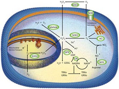 Enzymatic Scavengers Enzymatic Scavengers