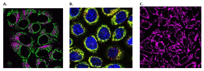 <b>A)</b> Live HeLa cells co-stained with BioTracker NIR650 Lysosome Dye (SCT139) and BioTracker 488 Green Mitochondria Dye (SCT136). <b>B)</b> Live HeLa cells co-stained with BioTracker ATP-Red live cell dye (SCT045), Hoechst (94403) and a green mitochondria-specific dye showing localization within mitochondria. <b>C)</b> Live HeLa cells stained with BioTracker 633 Red Mitochondria Dye (SCT137). Live cell imaging of cellular mitochondria.