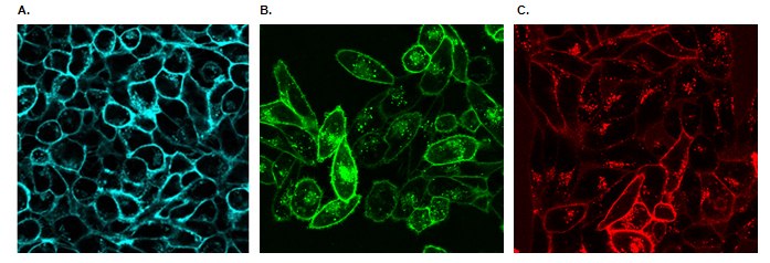 <b>A)</b> HeLa cells expressing Mitochondria-GFP were stained with BioTracker 560 Orange Lysosome Dye (SCT019) and Hoechst DNA stain (Blue). <b>B)</b> Live HeLa cells stained with Live Cell Microtubule Stain (Blue) and BioTracker 540 Red Lysosome Dye (SCT141). <b>C)</b> Live Hela cells stained with BioTracker 540 Red Lysosome Dye (SCT141). Live cell imaging of cellular lysosomes.