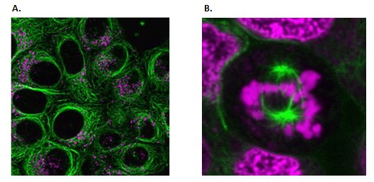 <b>A)</b> Live HeLa cells stained with BioTracker 488 Green Microtubule Cytoskeleton Dye (SCT142) and BioTracker NIR650 Lysosome Dye (SCT139). <b>B)</b> Mitotic spindle stained with BioTracker 488 Green Microtubule Cytoskeleton Dye (SCT142). DNA is stained with BioTracker NIR694 Nuclear Dye (water-based) (SCT117). Live cell imaging of the cytoskeleton.