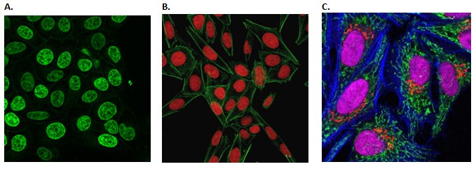 <b>A)</b> Live HeLa cells stained with BioTracker 488 Green Nuclear Dye (SCT120). <b>B)</b> Live cell staining of HeLa cells using the BioTracker NIR694 Nuclear Dye (water-based) and FITC-phalloidin. <b>C)</b> Fixed cell staining of HeLa cells using BioTracker NIR694 Nuclear Dye (in DMSO), BioTracker 488 Green Mitochondria Dye and CF405-phalloidin. Live cell imaging of the cellular nucleus