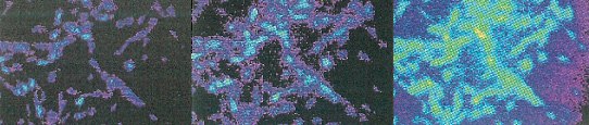 Fluorescence response of cultured, DAF-2 DA loaded smooth aortic rat muscle cells Fluorescence response of cultured, DAF-2 DA loaded smooth aortic rat muscle cells