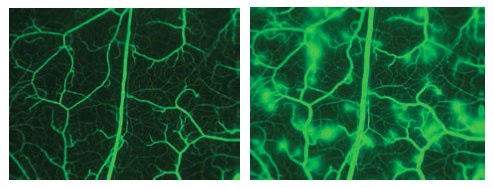 fitc-dextran Images taken from cheek pouch after infusion of FITC-dextran 150. The second image shows the leakage of the microvasculature after subjection to histamine. (photo permission of E.Svensjö).