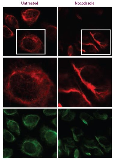 Fluorescent protein expression Fluorescent protein expression