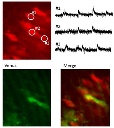 Imaging of calcium flux in mouse cranial nerves. Imaging of calcium flux in mouse cranial nerves.
