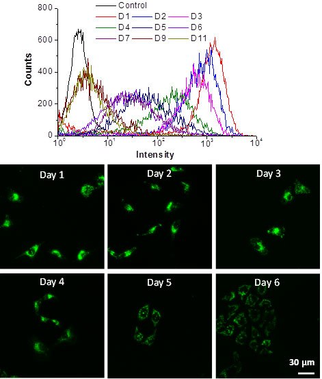 In Vitro Cancer Cell Tracking with LuminiCell Trackers In Vitro Cancer Cell Tracking with LuminiCell Trackers
