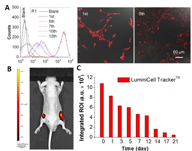 In Vivo Cancer Cell Tracking with LuminiCell Trackers™ In Vivo Cancer Cell Tracking with LuminiCell Trackers™