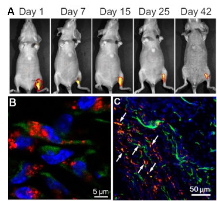 In Vivo Stem Cell Tracking with LuminiCell Trackers™ In Vivo Stem Cell Tracking with LuminiCell Trackers™