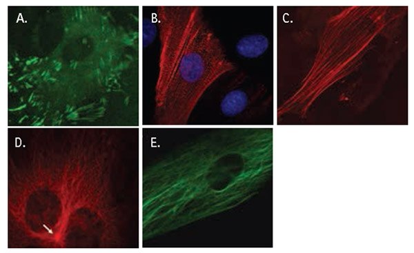 LentiBrite™ lentiviral biosensors localize to specific cytoskeletal elements LentiBrite™ lentiviral biosensors localize to specific cytoskeletal elements