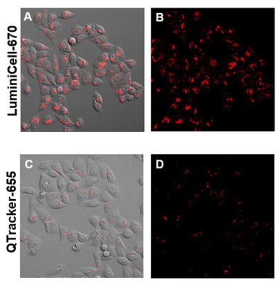 Live Cell imaging with LuminiCell Tracker™ nanoparticles Live Cell imaging with LuminiCell Tracker™ nanoparticles