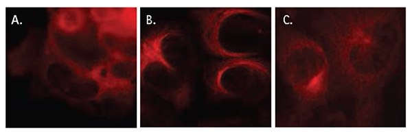 Localization of RFP-tagged tubulin following modulator treatment Localization of RFP-tagged tubulin following modulator treatment