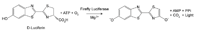 Luciferase assay principle. Bioluminescent reaction catalyzed by firefly luciferase produces light.  Luciferase assay principle. Bioluminescent reaction catalyzed by firefly luciferase produces light.