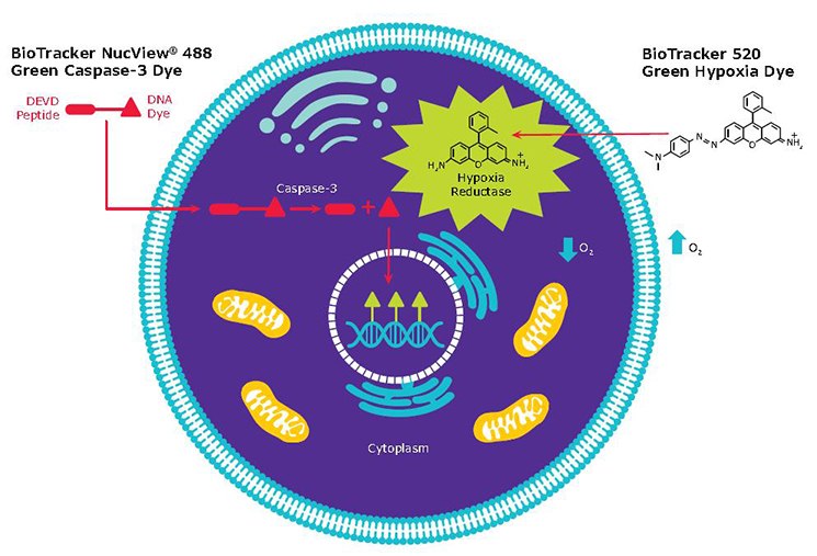 Mechanism of BioTracker live cell fluorescent apoptosis and hypoxia dyes. Mechanism of BioTracker live cell fluorescent apoptosis and hypoxia dyes.