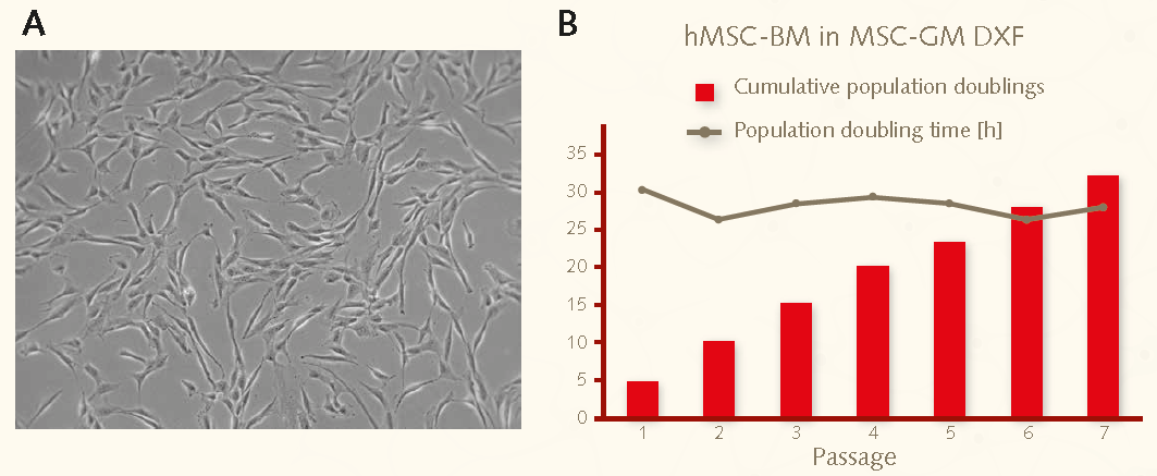 MSCs cultured in the serum-free/xeno-free PromoCell Growth Medium DXF over 7 passages maintain a stable growth rate of less than 30 hr/doublings. Growth performance of bone marrow derived hMSCs on fibronectin coated plastic
