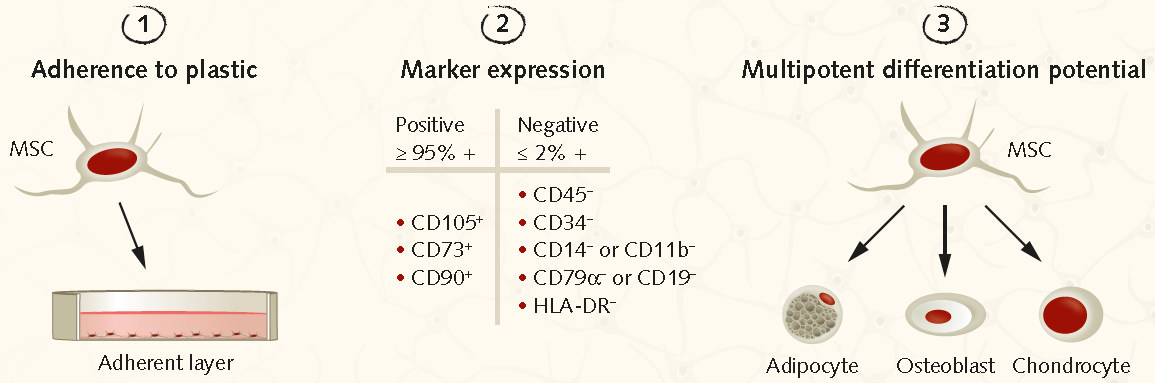 Minimum ISCT criteria to indentify human MSCs. minimum-isct-criteria