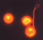 Mouse Hematopoietic Stem Cells  Mouse Hematopoietic Stem Cells