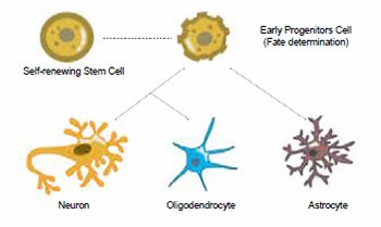 Neural Stem Cell Markers and Antibodies NSCs primarily differentiate into neurons, astrocytes, and oligodendrocytes, depending on environmental cues.