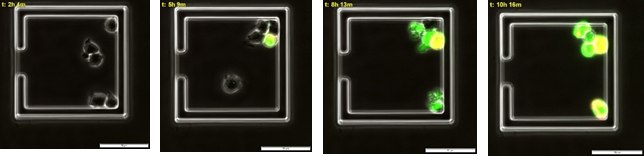 Time course of multiple apoptotic events in live immune cells. Time course of multiple apoptotic events in live immune cells.
