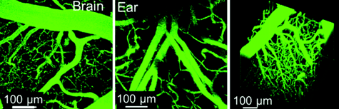Vascular labelling experiments. Vascular labelling experiments.