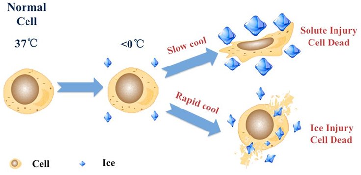 Cell cryopreservation mechanism Cell cryopreservation mechanism