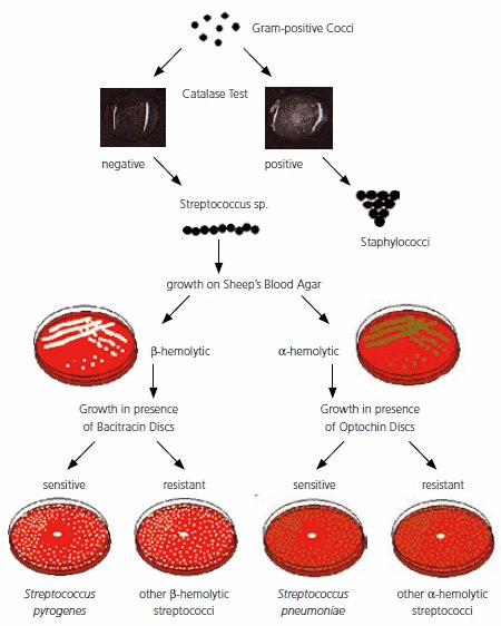 Pneumococci Pneumococci