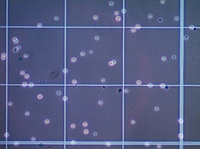 Cell Counting Using a Hemocytometer and Trypan Blue Cell Counting Using a Hemocytometer and Trypan Blue