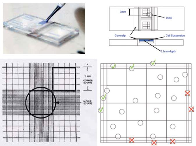 Cellcounting 2 Counting cells using a hemocytometer and trypan blue