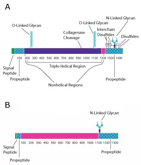 Collagen Type I protein structure. Protein structure diagram for collagen type I. The top diagram is for two collagen strands and is broken into the signal peptide, the propetide, the nonhelical region, the triple helical region, the nonhelical region, and the propeptide from left to right. The bottom diagram is for one collagen strand and is broken into the signal peptie, the propeptide, and the nonhelical regions, and then the propetide region from left to right.