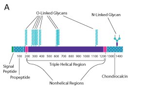 Protein structure diagram for collagen type II. The  diagram is for three collagen strands and is broken into the signal peptide, the propetide, the nonhelical region, the triple helical region, the nonhelical region, and chondrocalcin from left to right. Protein structure diagram for collagen type II. The  diagram is for three collagen strands and is broken into the signal peptide, the propetide, the nonhelical region, the triple helical region, the nonhelical region, and chondrocalcin from left to right.