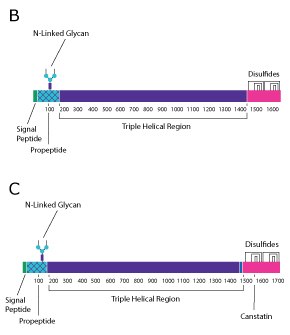 A. Collagen Type II protein structure, predominantly three strands. B. Collagen Type IV protein structure, predominantly two strands. C. Collagen Type IV protein structure, predominantly one strand. Protein structure diagram for collagen type I. The top diagram is for predominantly two collagen strands and is broken into the signal peptide, the propetide, the triple helical region, and the nonhelical region. The bottom diagram is for predominantly one collagen strand and is broken into the signal peptie, the propeptide, the triple helical regions, and then the canstatin region from left to right.