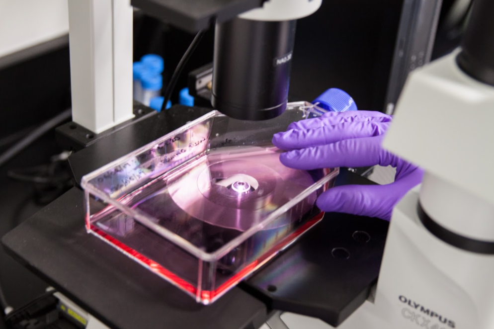 Environmental stresses that can prevent successful attachment of adherent cell phenotypes include Environmental stresses that can prevent successful attachment of adherent cell phenotypes include