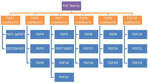 Members of Fibroblast Growth Factor (FGF) family Members of Fibroblast Growth Factor (FGF) family