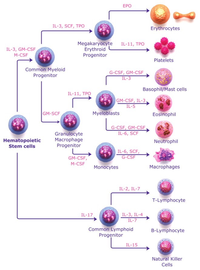 Hematopoietic cytokines in hematopoiesis Hematopoietic cytokines in hematopoiesis