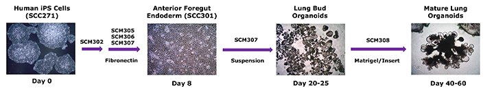 human-lung-organoid-differentiation-workflow human-lung-organoid-differentiation-workflow