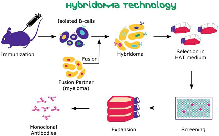 Hybridoma Technology Hybridoma Technology