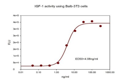The biological activity of SRP3069 was measured by its ability to stimulate the proliferation of Balb 3T3 cells in serum-free medium. Cell viability was measured using Resazurin-based assay.  Fluorescence graph of Balb-3T3 cells when IGF-1 is added to serum-free medium. The Y axis is FLU from 0 to 4e+5 ; the X axis is IGF-1 concentration from 0.01ng/ml to 1000 ng/ml. The trend line is a S shaped curve.