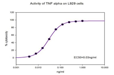 The biological activity of SRP3177 was tested in culture by cytotoxicity assay using L-929 mouse fibroblast cells in the presence of metabolic inhibitor actinomycin D. The EC<sub>50</sub> is defined as the effective concentration that causes 50% cytotoxicity. Percent cytotoxicity graph of mouse fibroblasts when TNF alpha is added in the presence of actinomycin D. The Y axis shows percent cytotoxicity from 0 to 120 in intervals of 20; the X axis is TNF alpha  concentration from 0.001ng/ml to 10 ng/ml. The trend line is a S shaped curve.