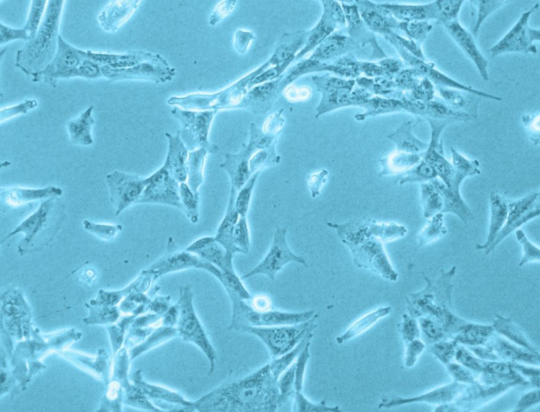 Characterization of human placenta derived vascular pericytes Characterization of human placenta derived vascular pericytes