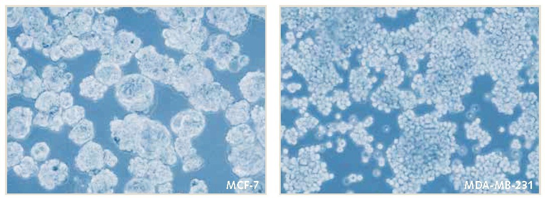 Mammospheres were serially passaged by enzymatic dissociation was performed according to protocol. Mammosphere formation and cell proliferation were maintained during 3D culture over 11 passages. Mammosphere culture of MCF-7 and MDA-MB-231 breast cancer cells in PromoCell 3D Tumorsphere Media XF.