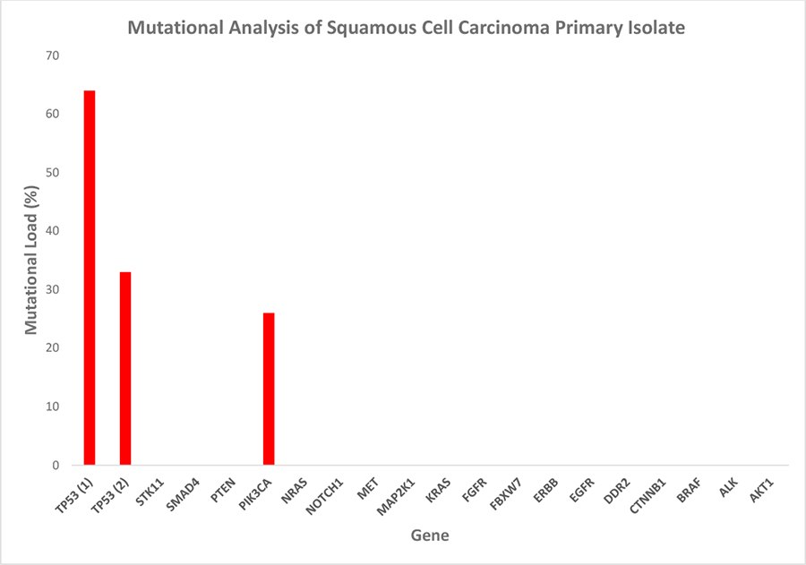 The tumor panel test detected three hotspot mutations: one in the pik3ca gene and two in tp53. The high mutational load is indicative of a selectively enriched culture of malignant cells, while the differing percentages of the individual mutations suggest the maintenance of cancer cell subpopulation heterogeneity in vitro. Mutational load = percentage of mutated transcripts/total transcripts of the respective transcript variant. Mutational analysis of the squamous cell carcinoma primary isolate