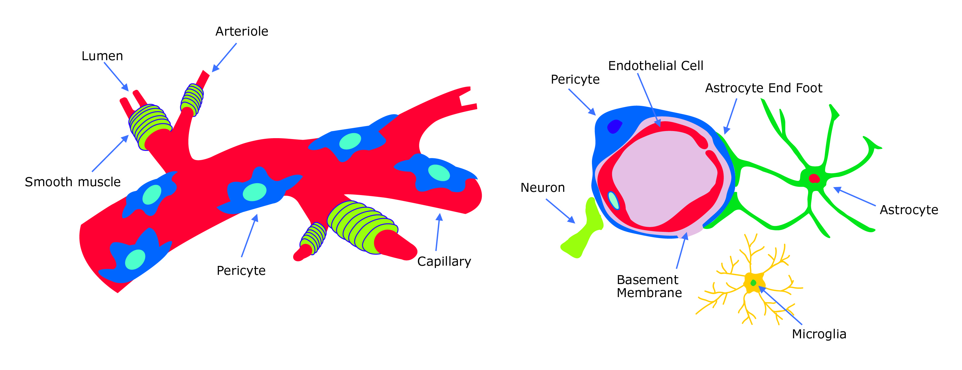 Vascular pericyte overview Vascular pericyte overview. Pericytes surround blood vessel capillaries and endothelial cells, neurons and astrocytes within the blood-brain-barrier (BBB) neurovascular unit.