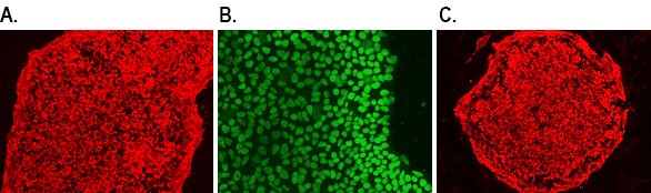 Human iPSC pluripotency markers Human iPSC pluripotency markers