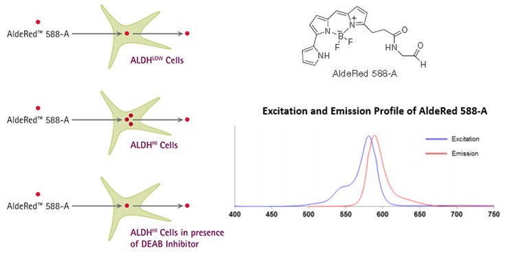 AldeRed™ Mechanism of Action AldeRed™ Mechanism of Action