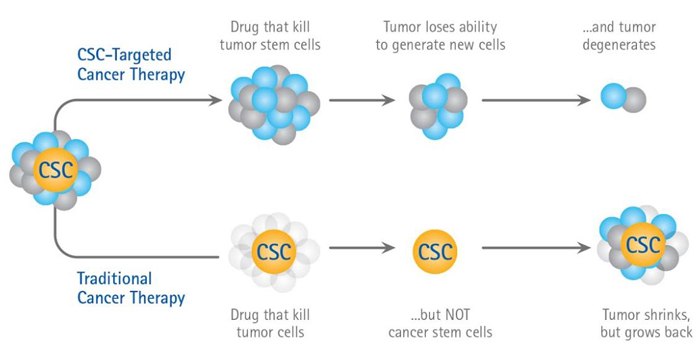 An Illustration of the Cancer Stem Cell Hypothesis An Illustration of the Cancer Stem Cell Hypothesis