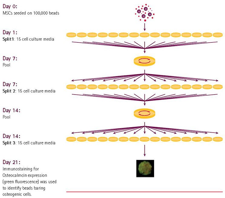 Combicult® screen design. The iterative process of systematically splitting, culturing and pooling samples all possible combinations of media in a pre-determined matrix.  Combicult® screen design. The iterative process of systematically splitting, culturing and pooling samples all possible combinations of media in a pre-determined matrix.