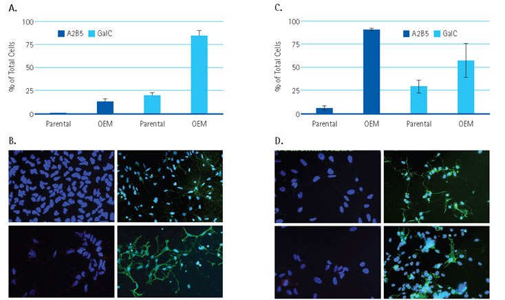 Derived OPC from Human Neural Stem Cell lines. Derived OPC from Human Neural Stem Cell lines.