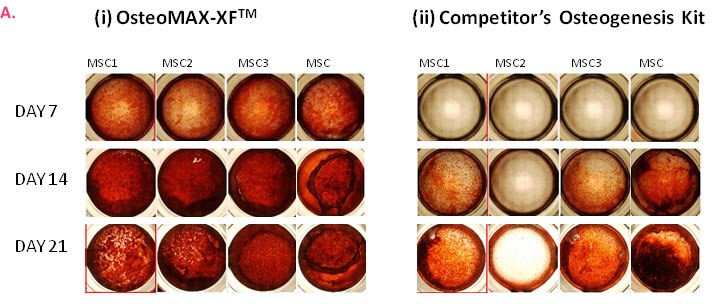 Differentiation of multiple MSC cell lines  Differentiation of multiple MSC cell lines