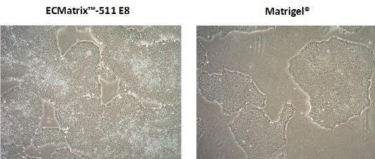 Growth of human induced pluripotent stem cells Growth of human induced pluripotent stem cells