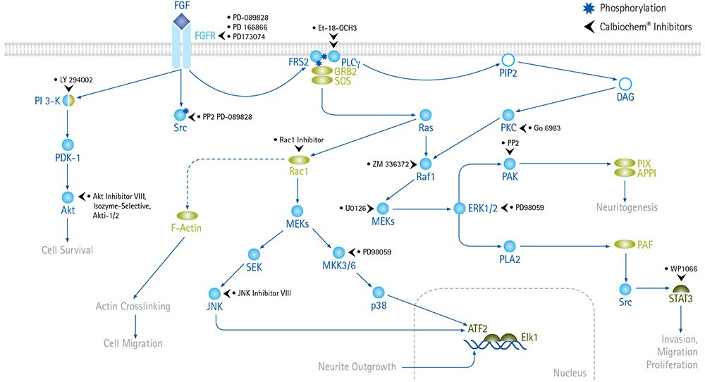 FGF signaling pathways lead to cell survival, proliferation, invasion and migration. FGF signaling pathways lead to cell survival, proliferation, invasion and migration.